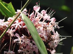 Clerodendrum bungei