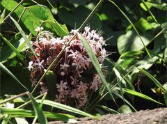 Clerodendrum bungei