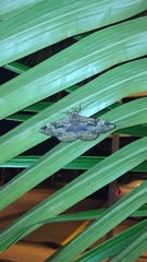 Erebidae