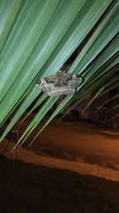 Erebidae