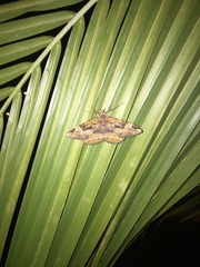 Erebidae