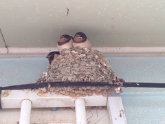 Hirundo rustica gutturalis