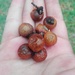 Wingleaf Soapberry - Photo (c) Diego Amaya, some rights reserved (CC BY-NC), uploaded by Diego Amaya