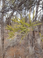 Alectryon oleifolius