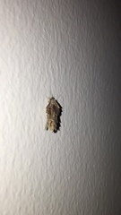 Psychidae