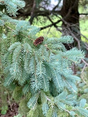 Picea
