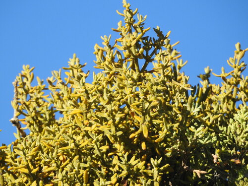 Image of Phoradendron capitellatum by (c) Rachel Stringham, some rights reserved (CC BY)