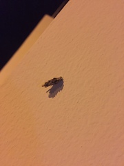 Psychidae