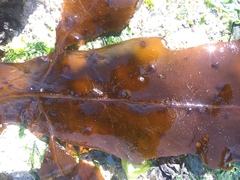 Desmarestia herbacea