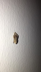 Psychidae