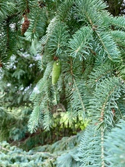 Picea