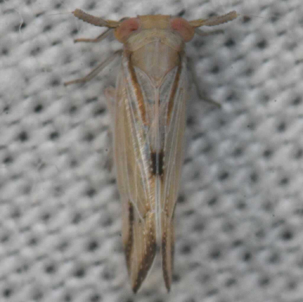 Bostaera balli