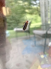 Photinus pyralis