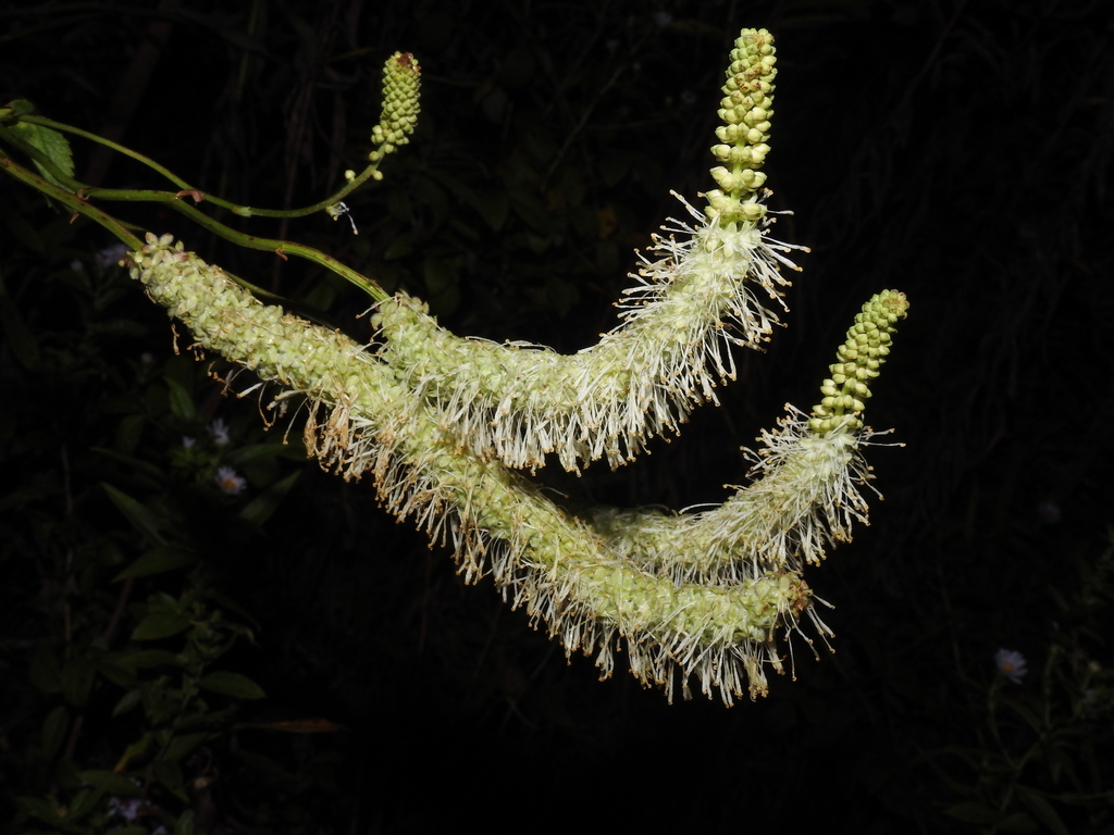 Sanguisorba canadensis; photograph Yann Kemper, CC0, iNaturalist via GBIF