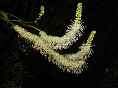 Sanguisorba canadensis