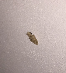 Psychidae