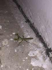 Mantidae
