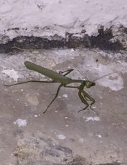 Mantidae