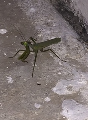 Mantidae