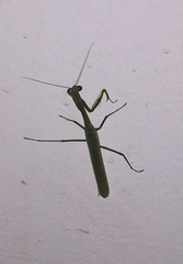 Mantidae