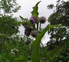 Cirsium kamtschaticum