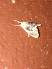 Glaphyriinae