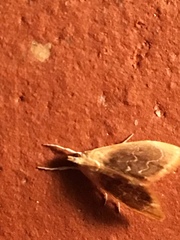 Glaphyriinae