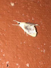 Glaphyriinae