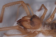 Eremobatidae