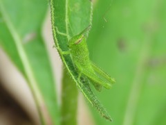 Cyrtacanthacridini