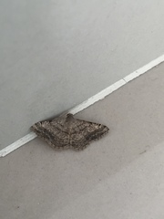 Geometridae