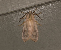 Halysidota tessellaris