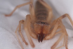 Eremobatidae