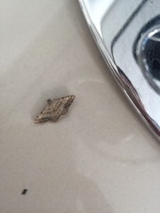 Geometridae