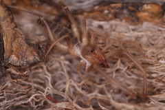 Eremobatidae