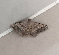 Geometridae