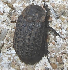 Thanatophilus lapponicus