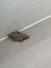 Geometridae