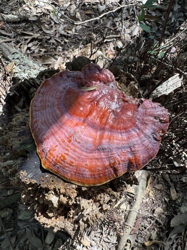 Ganoderma