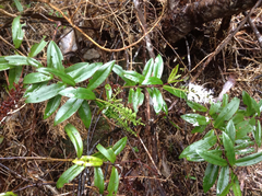 Veronica bishopiana
