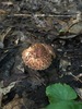 Echinoderma sp. 'IN04' - Photo no rights reserved, uploaded by Robert Simcox