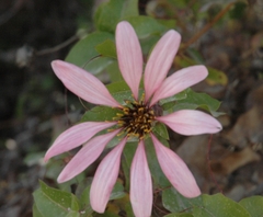 Mutisia spinosa