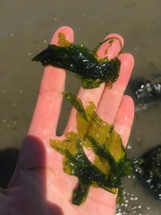 Ulva fenestrata