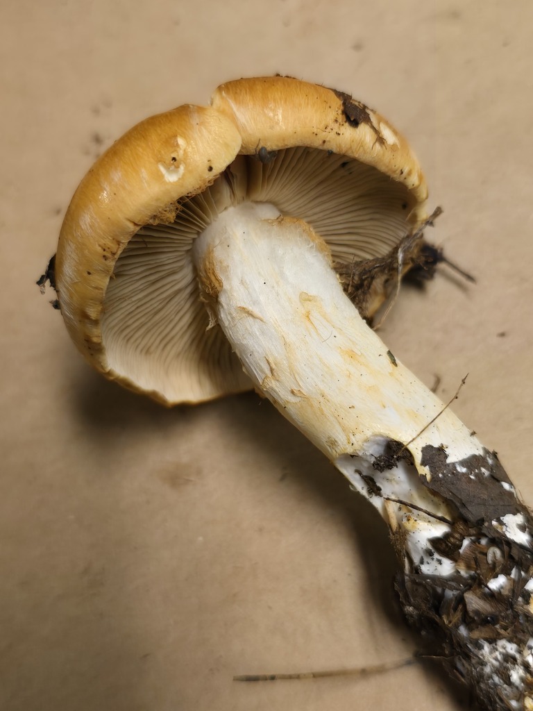 Phlegmacium populinum