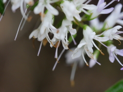Veronica bishopiana