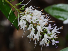 Veronica bishopiana