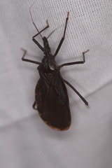 Triatoma recurva