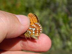 Boloria eunomia
