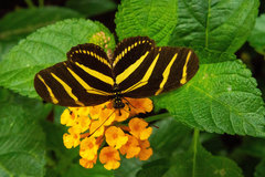 Heliconius charithonia