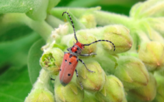 Tetraopes annulatus